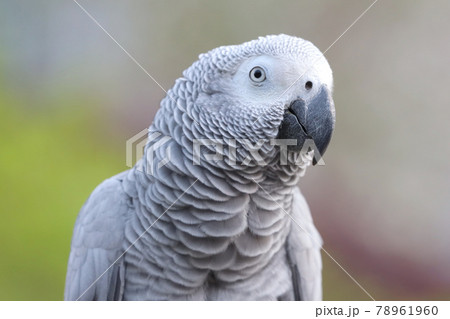 a Close Up Of African Grey Parrot Perching On hand a Close Up Of African Grey Parrot Perching On hand 78961960