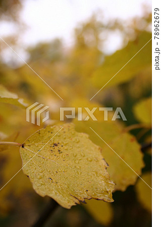 Still life photography 78962679