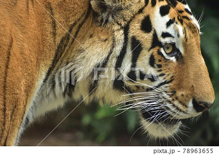 アムールトラ210620pm2:56 78963655