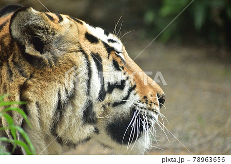 アムールトラ210620pm2:55-2 78963656