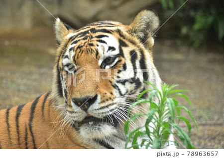 アムールトラ210620pm2:55 78963657