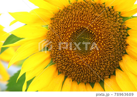 布引風の高原・ひまわり（福島県・郡山市） 78963689