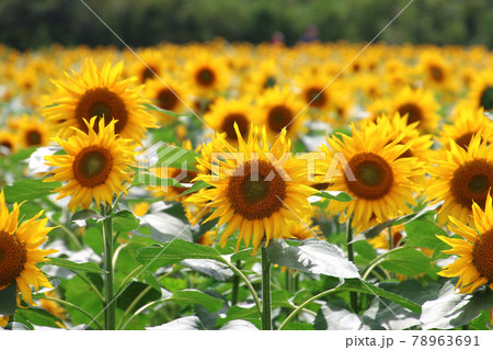 布引風の高原・ひまわり（福島県・郡山市） 78963691