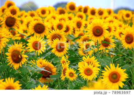 布引風の高原・ひまわり（福島県・郡山市） 78963697