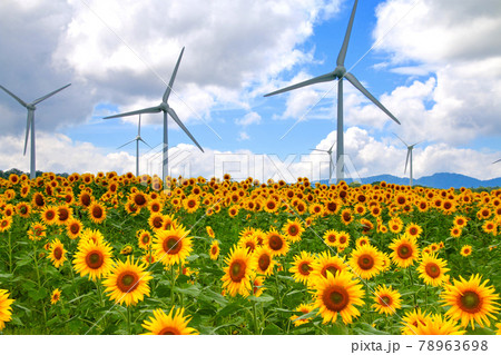布引風の高原・ひまわり(福島県・郡山市) 布引風の高原・ひまわり(福島県・郡山市) 78963698