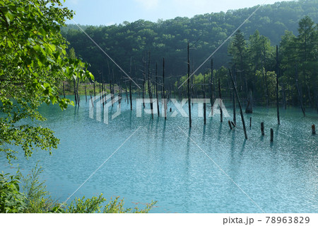 青い池 78963829