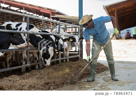 Farmer feeds the cows with compound feed in cowshed of dairy farm 78963971