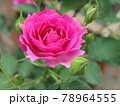 シェラザード　バラ 78964555