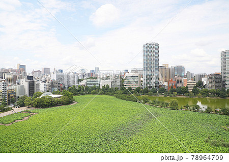 上野恩賜公園の不忍池 78964709