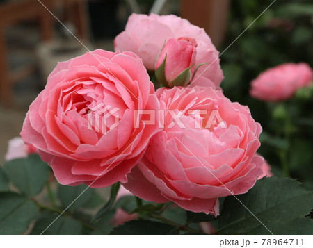 ロマンティックチュチュ　バラ 78964711