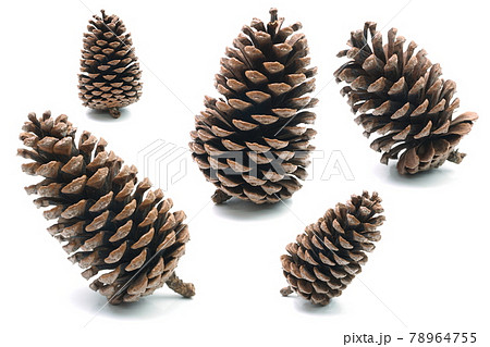 Big set of pine cones various coniferous trees isolated on white background 78964755
