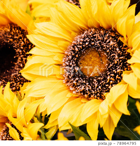 Beautiful yellow sunflower, square format, toned. Close up. Beautiful yellow sunflower, square format, toned. Close up. 78964795