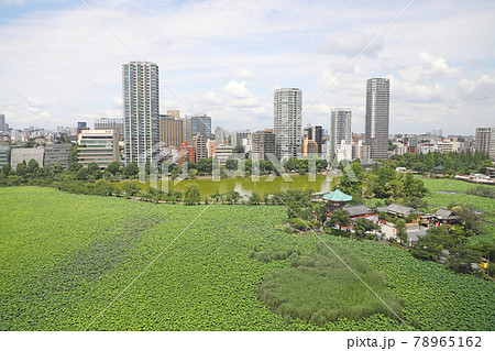 上野恩賜公園の不忍池 78965162