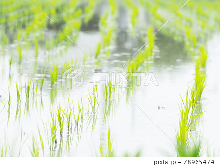 育つ稲の苗　田植え 78965474