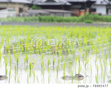 育つ稲の苗　田植え 78965477