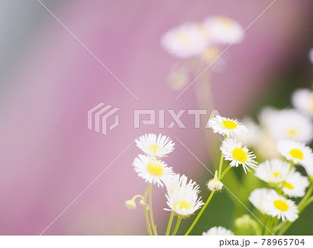 ハルジオンかヒメジョオン ハルジオンかヒメジョオン 78965704