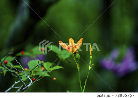 日陰にひっそりと咲いていたヒオウギの花 78965757