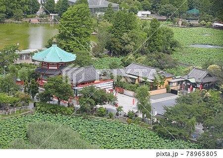 上野恩賜公園の不忍池 上野恩賜公園の不忍池 78965805
