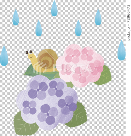 梅雨 雨 6月 紫陽花 あじさい アジサイ カタツムリ 花 自然 水彩タッチ イラスト素材のイラスト素材