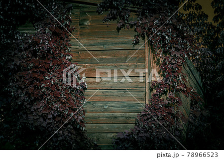 Wooden scary wall made of planks, old empty shabby abandoned house without windows covered with strange ivy, background mystical terrible horror style fear with mysterious light and shadows Wooden scary wall made of planks, old empty shabby abandoned house without windows covered with strange ivy, background mystical terrible horror style fear with mysterious light and shadows 78966523