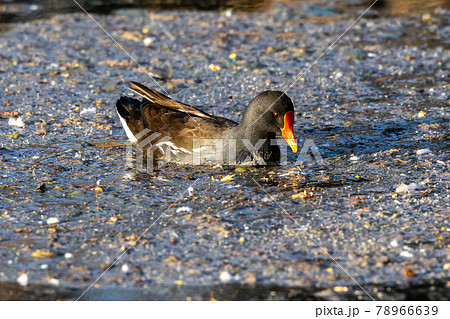 Common moorhen Gallinula chloropus also known as the waterhen or swamp chicken 78966639