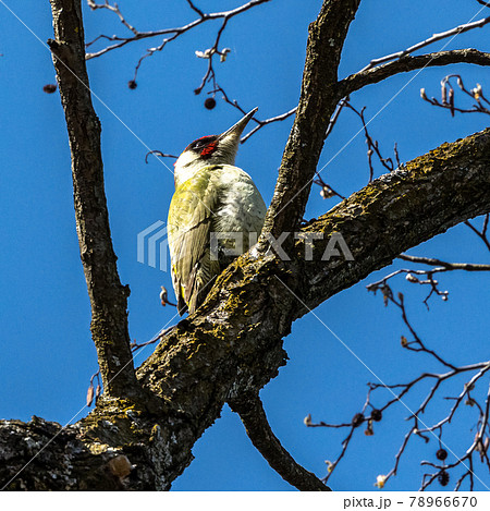 Grey-headed woodpecker, Picus canus. On a sunny morning, a bird sits on a tree trunk and looks for food. 78966670