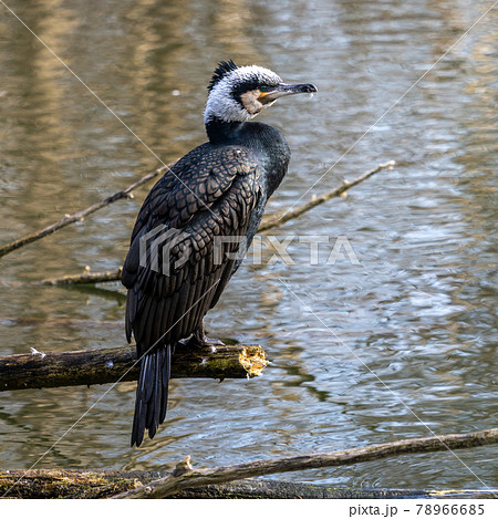 The great cormorant, Phalacrocorax carbo sitting on a branch 78966685