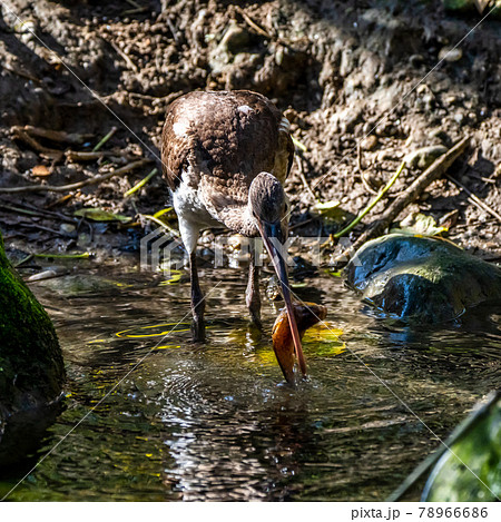 Glossy ibis, Plegadis falcinellus eating a fish 78966686