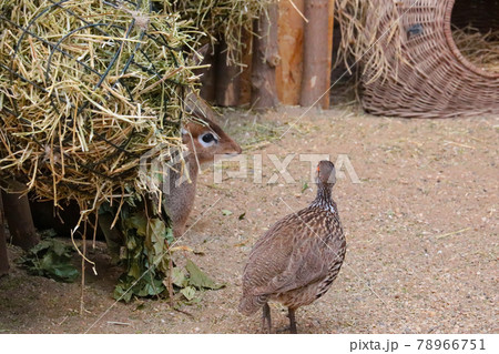View of a small antelope and a bird. View of a small antelope and a bird. 78966751