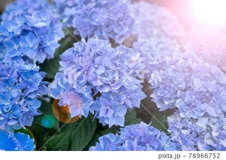 美しい紫陽花 美しい紫陽花 78966752