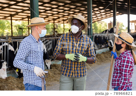 Farmers in face masks talking at cowshed Farmers in face masks talking at cowshed 78966821