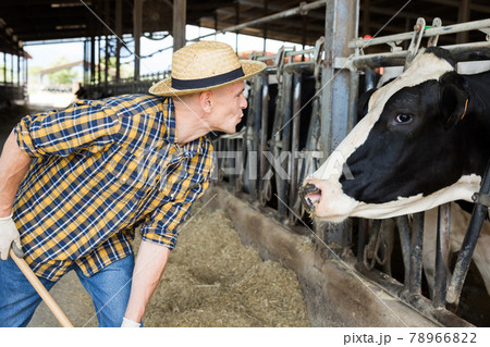 Male farmer working on dairy farm in cowshed 78966822