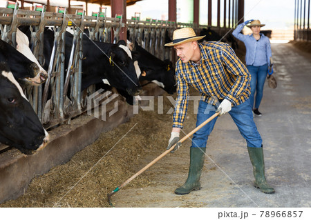 Busy man preparing hay for cows in livestock stall Busy man preparing hay for cows in livestock stall 78966857
