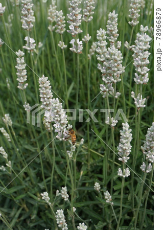 白いラベンダーとハナアブ 仲夏の写真素材