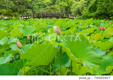 鶴舞公園、胡蝶ヶ池のハス〈愛知県名古屋市〉 78966907