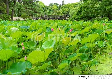 鶴舞公園、胡蝶ヶ池のハス〈愛知県名古屋市〉 78966929