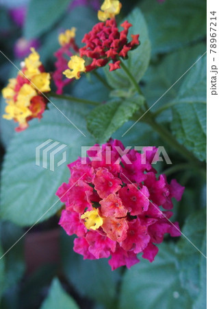鮮やかな色が素敵なランタナ七変化 鮮やかな色が素敵なランタナ七変化 78967214