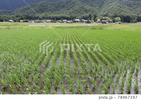 風にたなびく稲のある水田の向こうに見える民家と山の樹々が見える風景 78967397