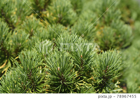 Dwarf mountain pine Carstens Wintergold 78967455