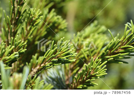 Japanise White Pine Negishi 78967456