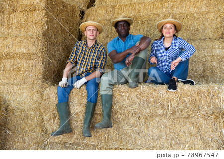 Group of workers resting on bales of hay after working on dairy farm 78967547