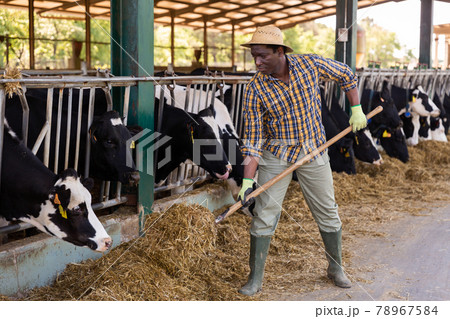 Focused african american male farmer feeds the cows 78967584