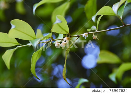 サカキの花 サカキの花 78967624