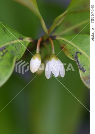サカキの花 サカキの花 78967649