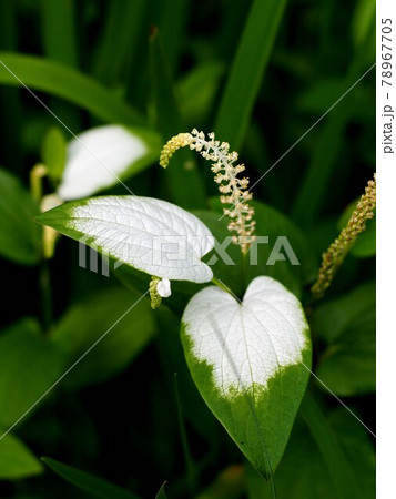 ハンゲショウ（半夏生）の花と葉 78967705