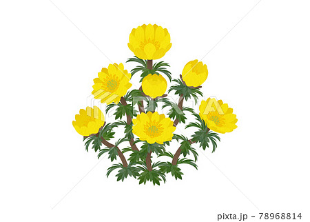 フクジュソウ フクジュソウ 78968814