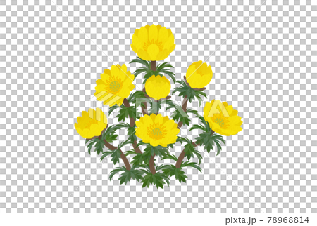 フクジュソウ フクジュソウ 78968814