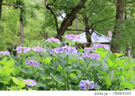 藤森神社 満開のあじさい園 藤森神社 満開のあじさい園 78969305
