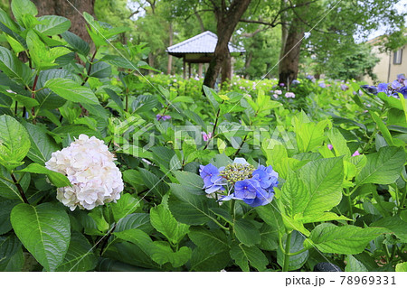 藤森神社　満開のあじさい園 78969331