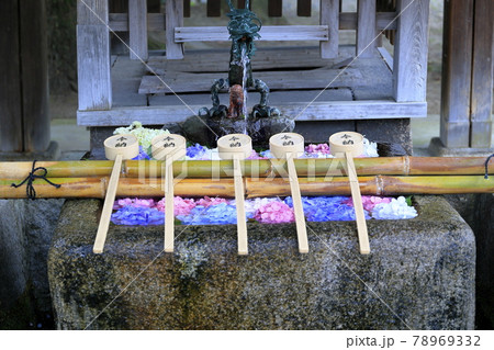 藤森神社　満開のあじさい園 78969332
